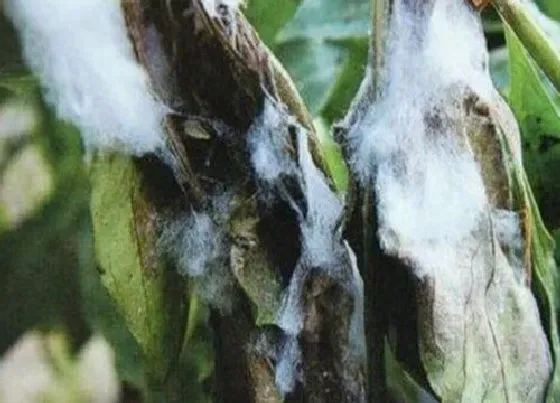 植物病害|辣椒菌核病用什么药