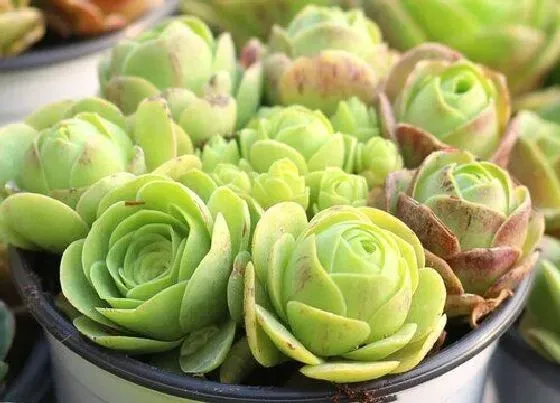 植物施肥|刚移栽的多肉需要施肥吗，用营养土种多肉还可以施肥吗）