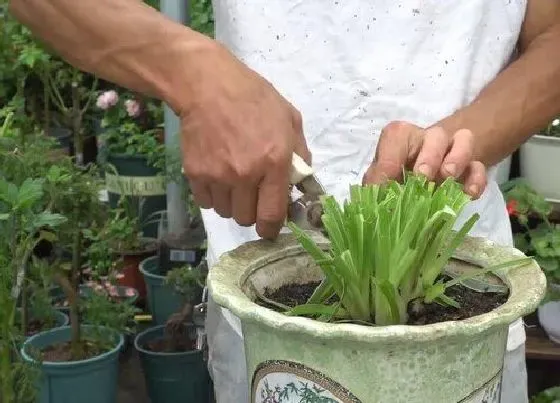 植物修剪|金边吊兰怎么修剪方法