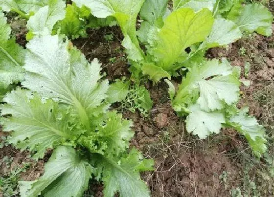 植物播种|青菜什么时候播种合适