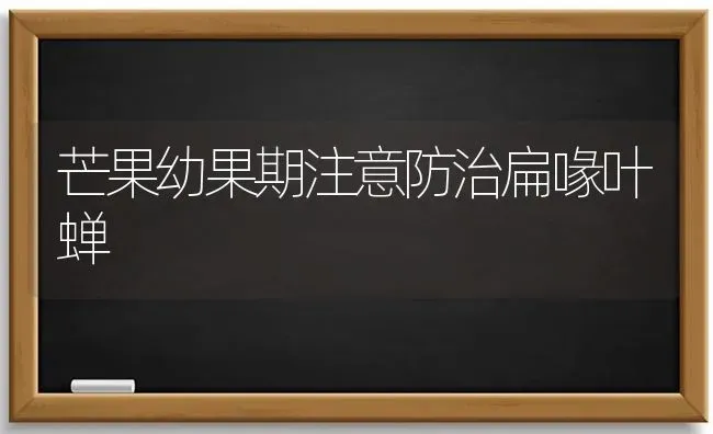 芒果幼果期注意防治扁喙叶蝉 | 瓜果种植