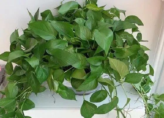 植物招财|属马养什么植物旺财运