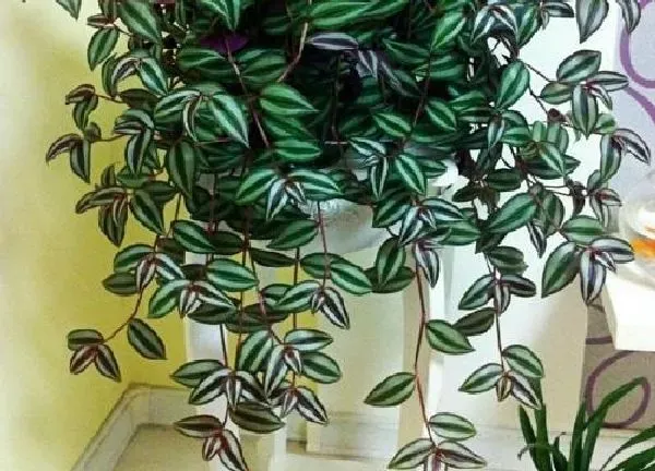 植物浇水|吊竹梅多久浇一次水