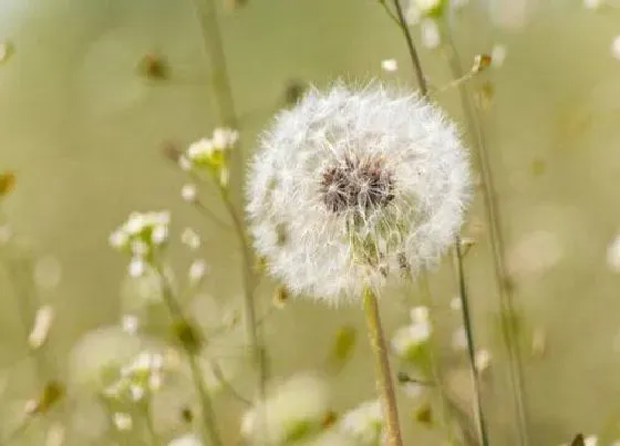 开花时间|蒲公英什么时候开花 开花季节是几月份