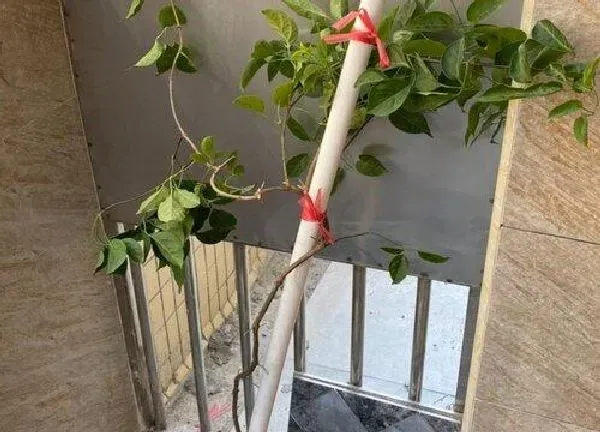 植物扦插|炮仗花可以插枝吗