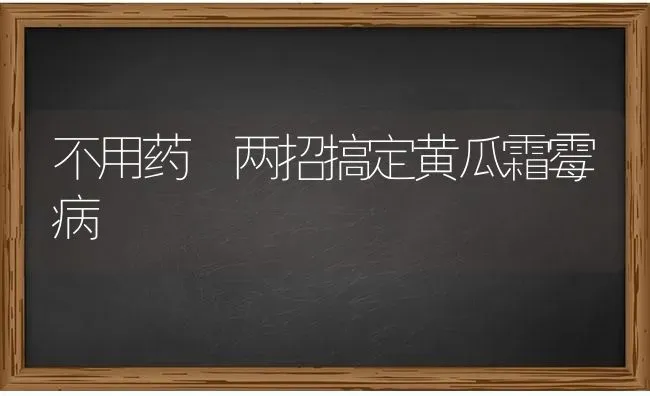 不用药 两招搞定黄瓜霜霉病 | 蔬菜种植