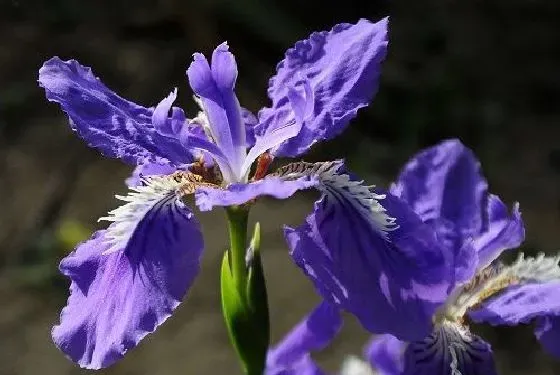 果实科普|鸢尾几月开花结果 什么时候开花结果