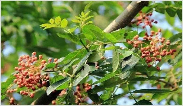 花椒树修剪怎样控树冠？花椒树修剪的技术要点简介 | 植物病害