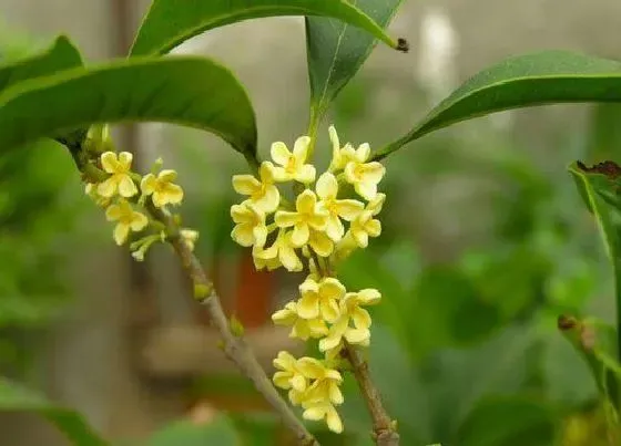 冬天植物|桂花树耐寒吗（桂花树耐寒最低温度及越冬方法）