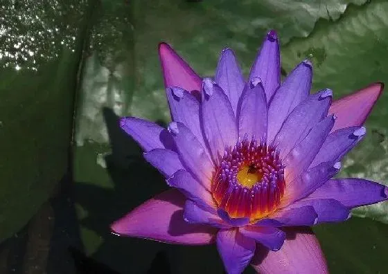 风水百科|家里为什么不能养睡莲