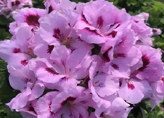 植物种类|家里面阳台种什么花好看又好养（一年四季都可以养的花）