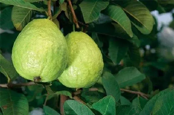 果实科普|番石榴几月开花结果 什么时候开花结果