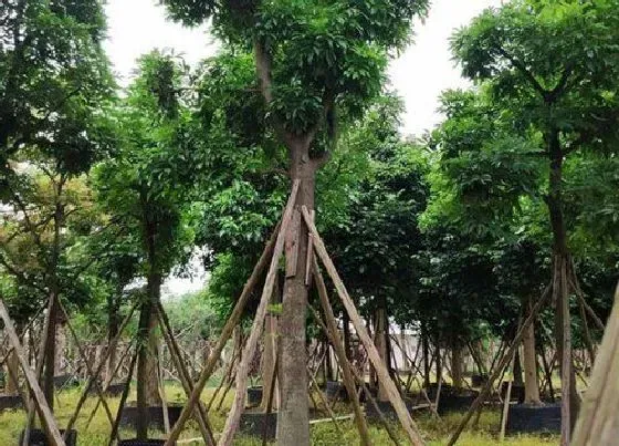 植物种类|鸡翅木是什么树的木头 长什么样子