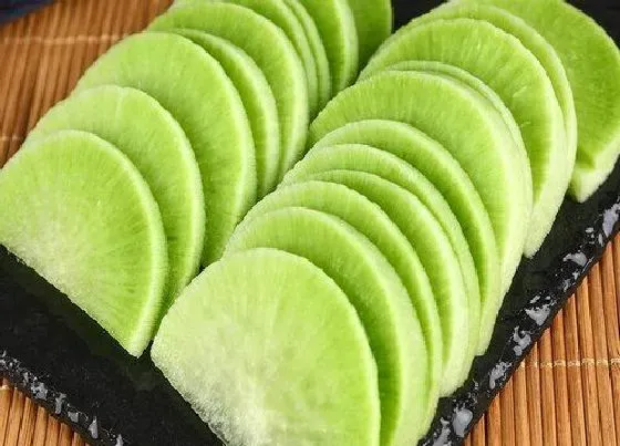 果实科普|萝卜是果实吗