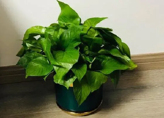 植物种类|绿萝是草本植物吗