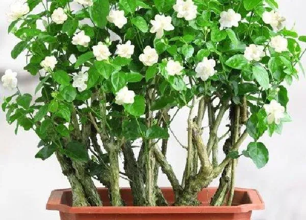 植物浇水|茶叶水可以浇茉莉吗