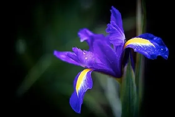 果实科普|鸢尾几月开花结果 什么时候开花结果