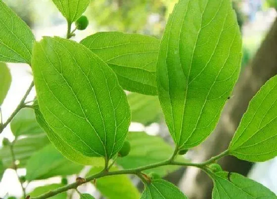植物百科|朴树开花吗 开花什么样子