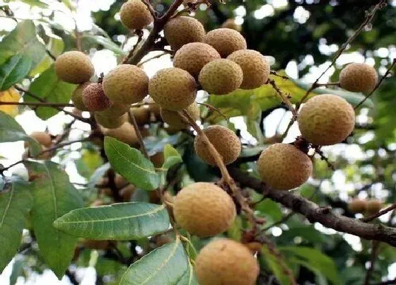 植物产地|龙眼哪里产的最好吃