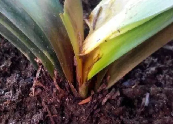 植物虫害|君子兰病虫害防治方法与措施