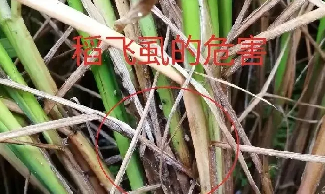 植物虫害|水稻打飞虱如何施药（水稻后期用什么药打飞虱效果好）