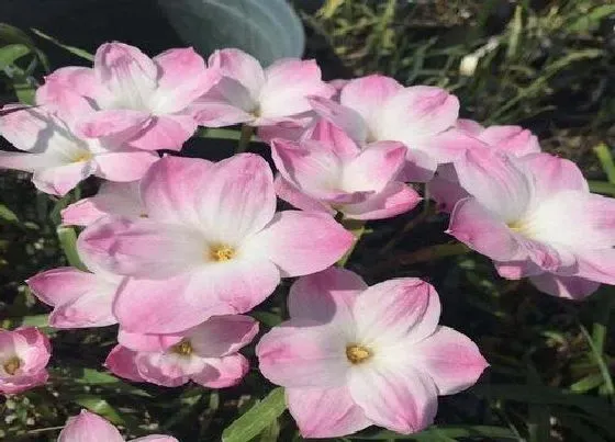 种植方法|韭兰怎么种植 栽种时间和方法