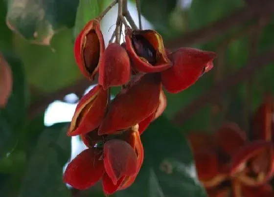 植物百科|王老吉树又叫什么树