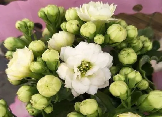 不开花|为什么我家的长寿花不开花（长寿花买来老是不开花的原因）