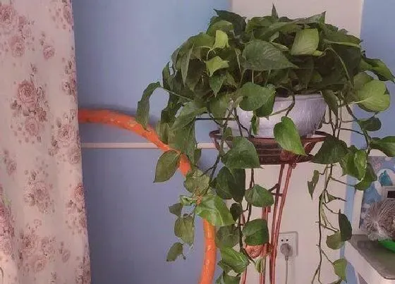 绿植|椰土适合种什么植物