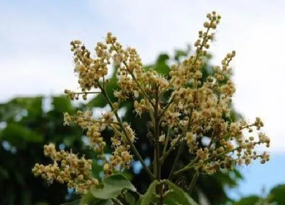 开花时间|龙眼树什么时候开花 一般在几月份开花