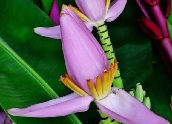 植物百科|香蕉开花吗 开花什么样子