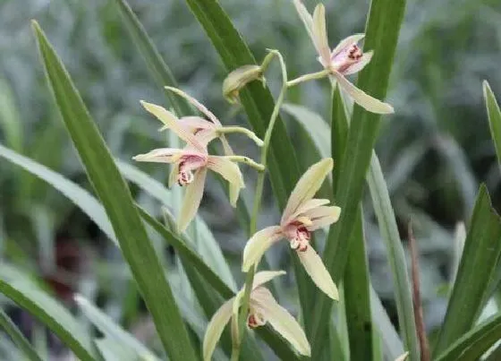 开花时间|建兰锦旗一年开几次花