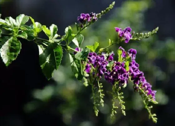 植物毒性|假连翘有毒吗