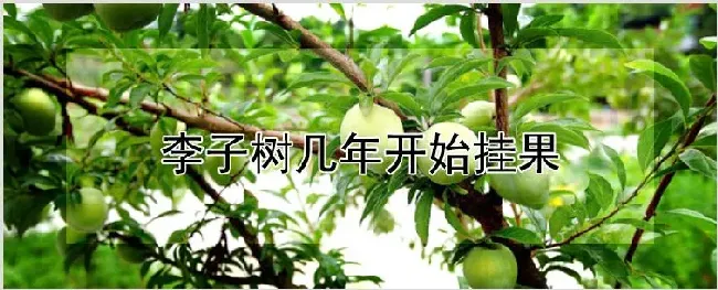 李子树几年开始挂果 | 种植资料