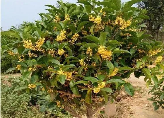 冬天植物|桂花树耐寒最低温度是多少（桂花树冬天怎样保护）