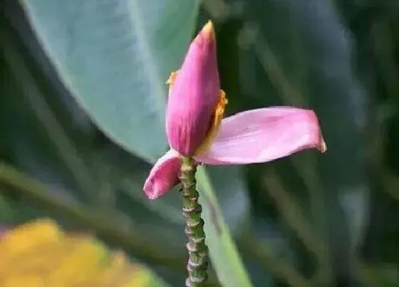 植物百科|香蕉开花吗 开花什么样子