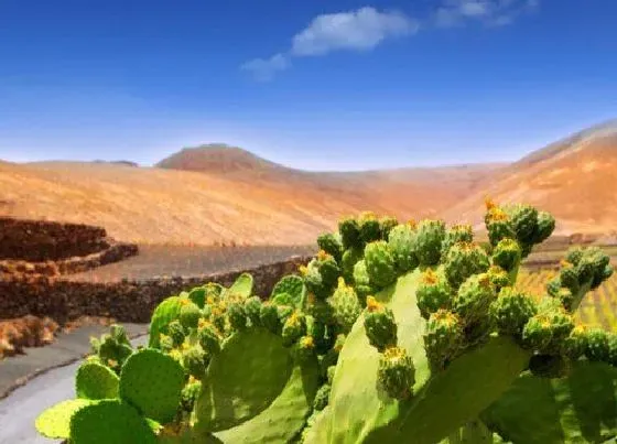 植物百科|仙人掌属于什么植物类型