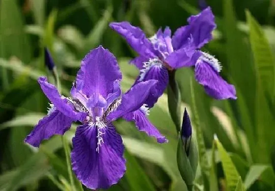 果实科普|鸢尾几月开花结果 什么时候开花结果