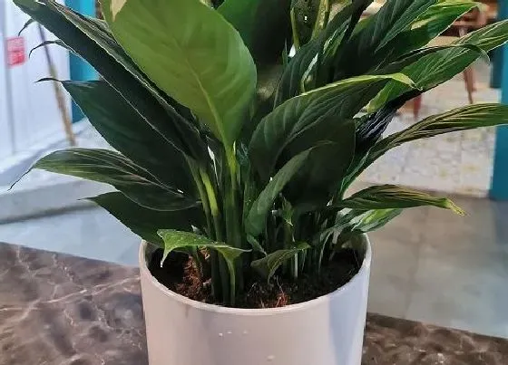植物百科|室内最好养的花卉有哪些