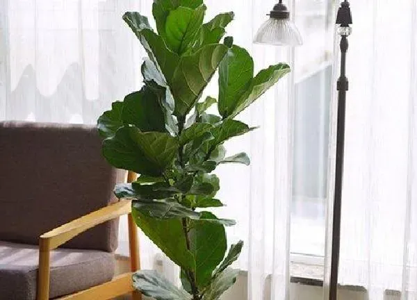 植物浇水|大琴叶榕多久浇一次水