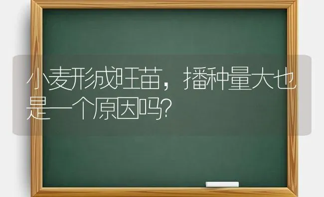 小麦形成旺苗，播种量大也是一个原因吗？ | 粮油作物种植