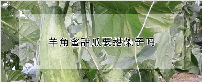 羊角蜜甜瓜要搭架子吗 | 自然知识