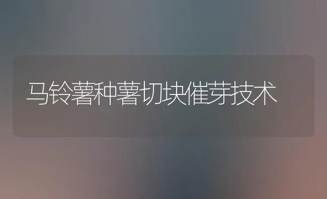 马铃薯种薯切块催芽技术 | 粮油作物种植