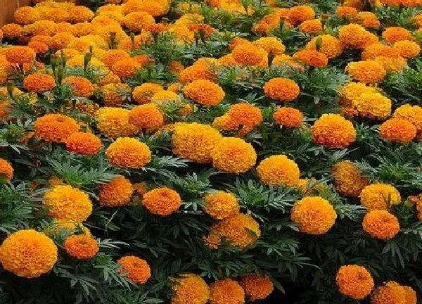 植物浇水|万寿菊多久浇一次水