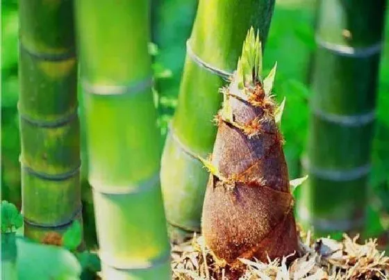植物排行|什么品种的竹笋最好吃 竹笋中品质最好的是什么笋