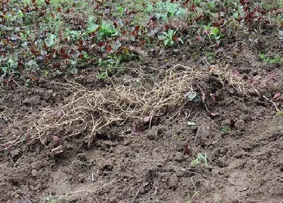 植物百科|折耳根是什么季节的菜