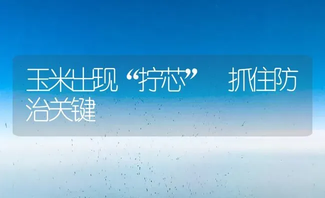 玉米出现“拧芯” 抓住防治关键 | 粮油作物种植