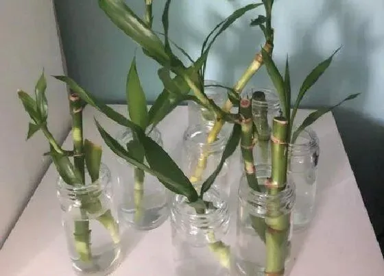 植物百科|水养富贵竹几支最吉利（家中养富贵竹4根还是10根旺财）