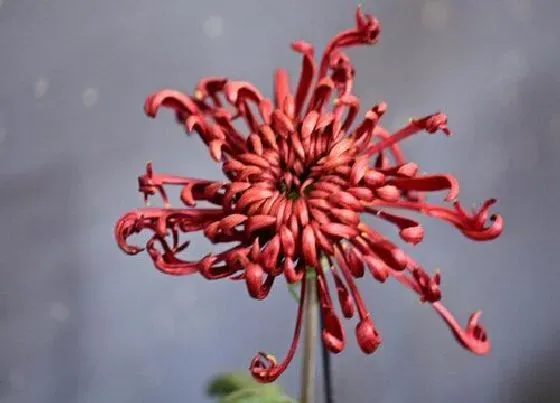 植物排行|菊花有多少品种