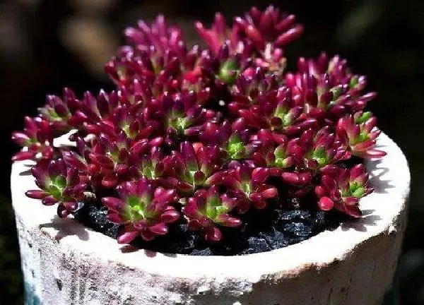 养殖方法|多肉植物冬天怎么养护
